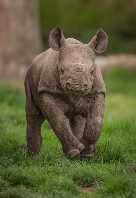 Baby Rhino Baby Animals Cute Baby Animals Endangered Animals