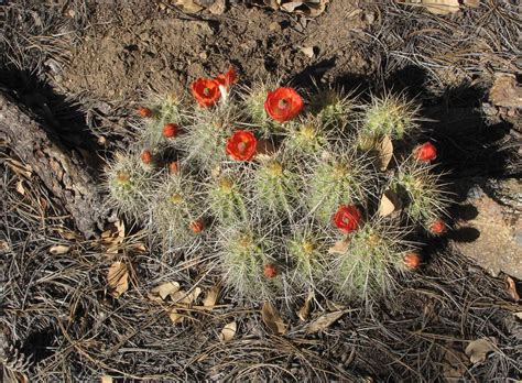 I especially love the bright reds of this claret cup cactus. Scarlet Hedgehog Cactus (Echinocereus coccineus - Claret ...