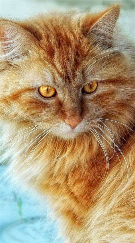 Amazing Cat With Amber Eyes Pretty Cats Beautiful Cats Cute Cats