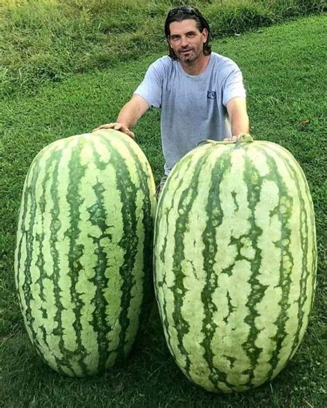 Interesting Giant Watermelon Rpics