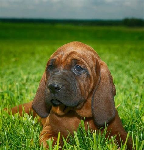 Contact us today to learn more about the availability of our redbone coonhounds puppies for sale. Redbone Coonhound Puppies For Sale | Oklahoma City, OK #76359