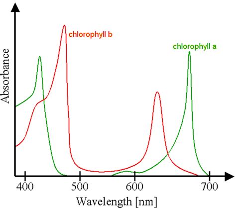 Chlorophylle Définition et Explications