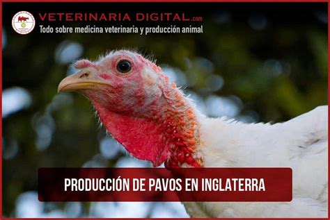 Producción De Pavos En Inglaterra