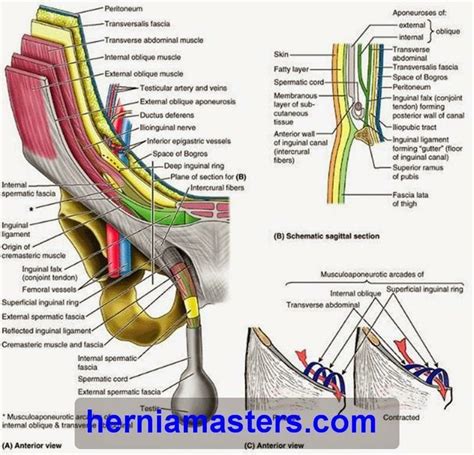 Inguinal Canal Medical Anatomy Anatomy And Physiology Textbook Medical School Stuff