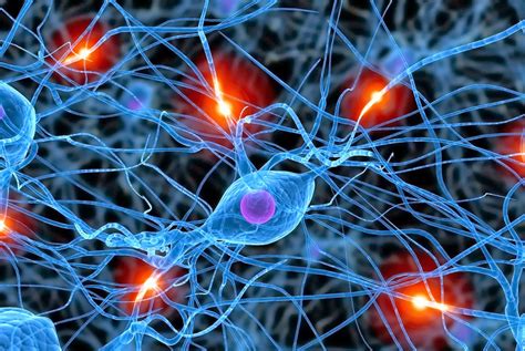 Cuadros Sinópticos Y Mapas Conceptuales Sobre Las Neuronas Cuadro