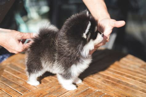 This small, popular cross breed is energetic like all cross breed puppies, the pomeranian husky mix appearance varies from pup to pup. Happy Teacup Pomsky for Sale - Tiny Teacup Pups