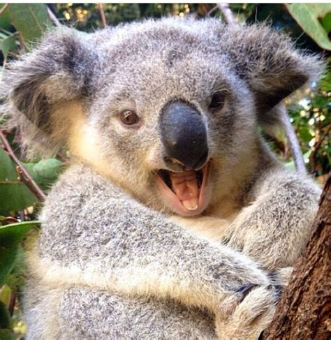 Yay Australia Cute Koala Bear Koala Bear Cuddly Animals
