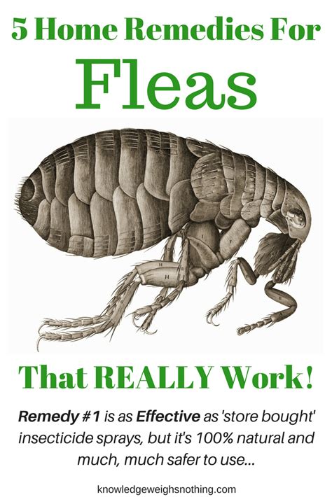 Flea Home Remedies And A Flea Trap That Really Work Updated In 2020