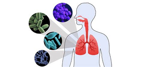 Lung Microbiota A New Way Forward For Future Treatments Safety Project