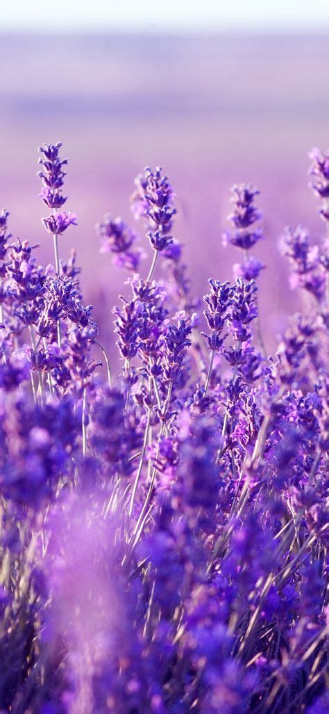 Plants Photography Lavender 18 Ideas For 2019 Purple Flowers Purple