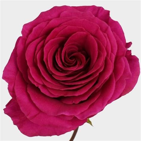 Rose Pink Floyd 50cm Wholesale Blooms By The Box