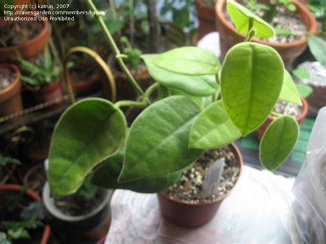 Recieved a logees catalog today.they have a picture of this hoya, stating, out of all hoyas. Tropicals & Tender Perennials: Hoya Lauterbachii, 1 by katrun