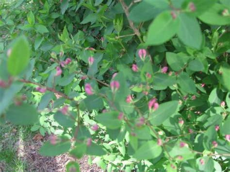During spring the shrub displays small pink and white flowers. **Shrub ID -- little pink Spring flowers, berries in Fall