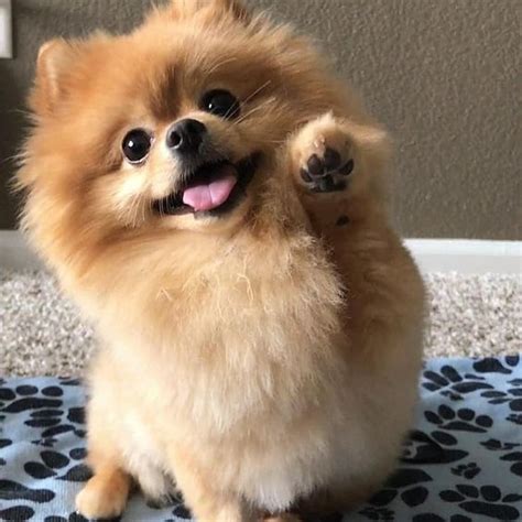 50 Of The Best Pomeranian Names And Their Meanings Cute