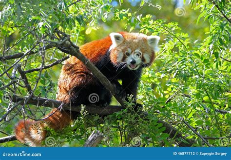 Red Panda Stock Photo Image 46877712