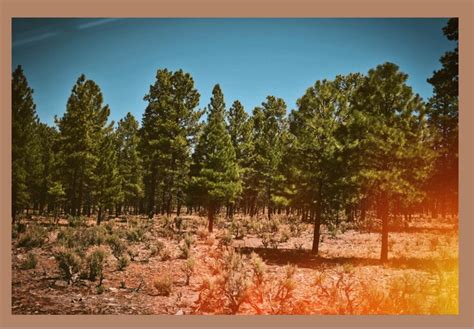 Arizona Forest In 2021