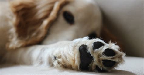 Dog Paw Anatomy 101 Plus 7 Paw Problems Dr Buzbys Toegrips For Dogs