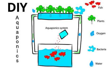 Diy Aquaponics Systems What You Need To Know