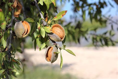 Almonds Almond Tree Free Photo On Pixabay