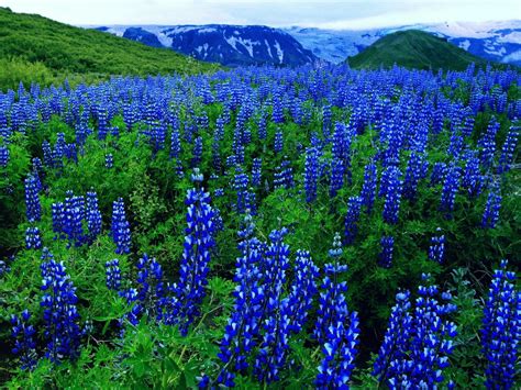 Blue Flowers On A Mountain Field Beautiful Flowers And Plants