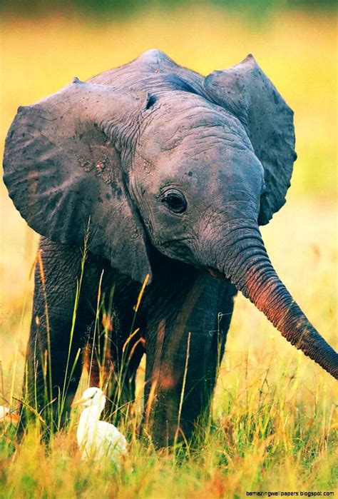 Baby Elephant Wallpaper For Iphone Amazing Wallpapers