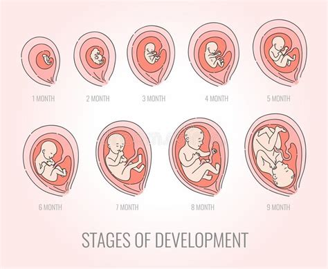 Embryo Month Stages Of Development Vector Illustration Pregnancy