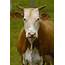 Domestic Cattle Bos Taurus Female Photograph By Pete Oxford