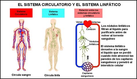 ¿cuál Es La Función Del Sistema Linfático Descúbrelo Aquí