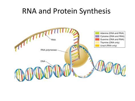 Rna And Protein Synthesis