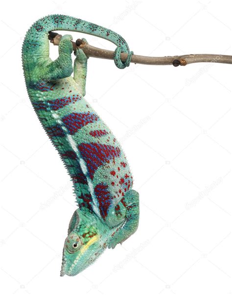 Panther Chameleon Nosy Be Furcifer Pardalis In Front Of White