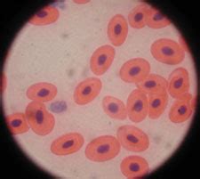 A small drop of blood contains millions of blood cells and surprisingly the liquid phase of blood is actually not red. Microscope Images at Various Magnifications