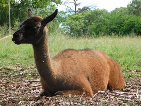 Closeup Of A Brown Llama With A Black Face Lying Down Looking Straight