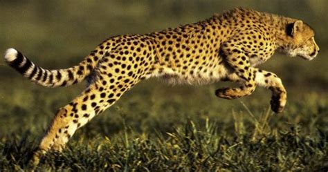 Top 10 Fastest Animals In The World Part 1
