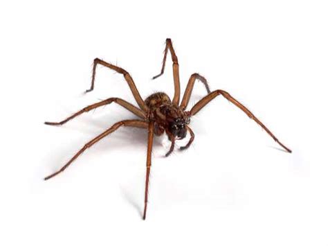 Common House Spider Overview And Identification Nj Pest Control