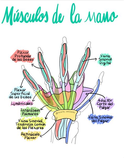 Músculos De La Mano Anatomia Humana Musculos Anatomía Médica Libros