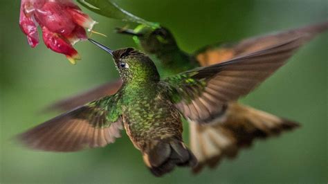 Bring Colour To Your Desktop With This Free 4k Hummingbird