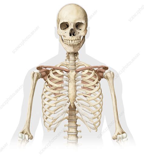 Human Skeleton Upper Body Illustration Stock Image C0392048