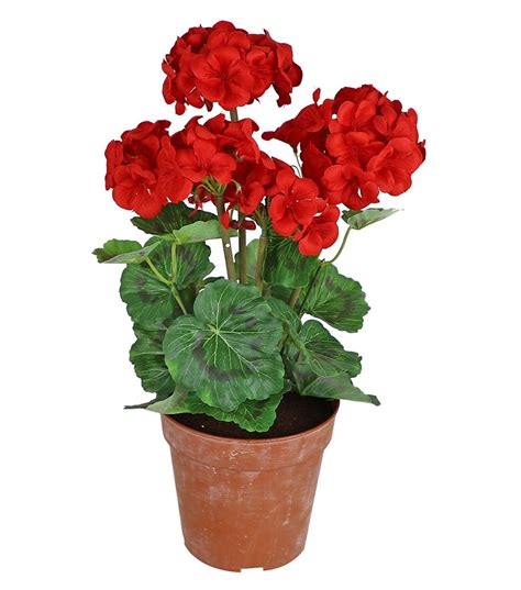 Fresh Picked Spring 18 Potted Geraniums Red Joann Potted