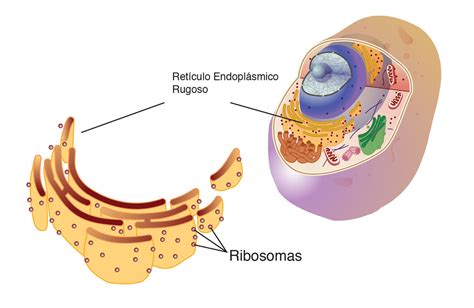 Ribosomas Organelos Celulares Descripción Y Función Wiki Fandom