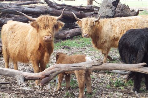 Scottish Highland Cattle Altina Wildlife Park