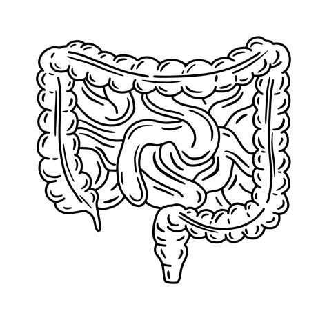 intestino intestino delgado y colon grueso vector ilustración