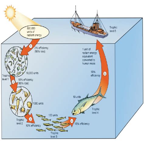 THE FAJAR'S: KONSEP ENERGI DALAM EKOSISTEM