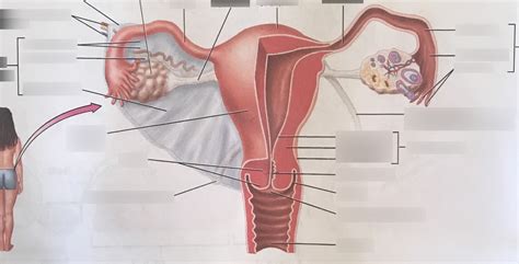 Posterior View Of The Female Reproductive Organs In A Frontal Section Part Diagram Quizlet