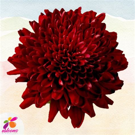 Chrysanthemum Red Velvet Ebloomsdirect Eblooms Farm Direct Inc