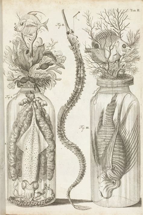 Vintage Scientific Illustration Of Aquatic Specimens Digital Etsy