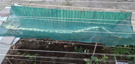 Kindly mail us your requirements. The Scientific Gardener: Mail Order Sweet Potato Slips and ...