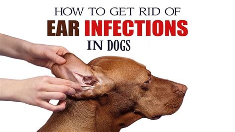 33 Tiny Home Remedies For Puppy Ear Infections Image Uk