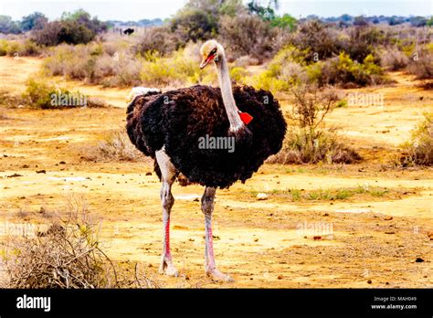 Male Ostrich At An Ostrich Farm In Oudtshoorn In The Semi Desert Little