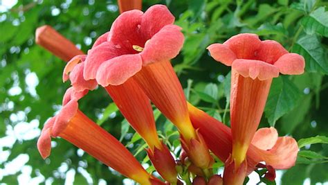Wear alone or paired with a veil. Free Birdseed (If You Have a Trumpet Vine) | Dave-DeWitt.com