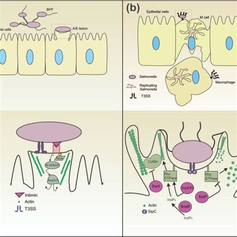 Epec10 has finalised the awareness raising campaign focusing on 3 aspects: Pathogenic mechanisms of (a) enteropathogenic E. coli ...